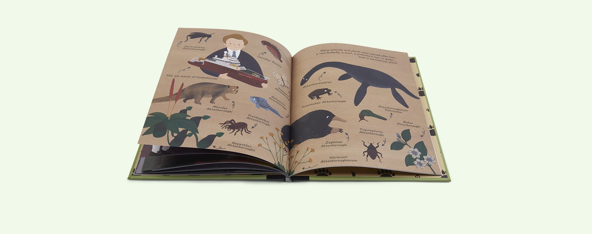 Green bookspeed Little People Big Dreams: David Attenborough